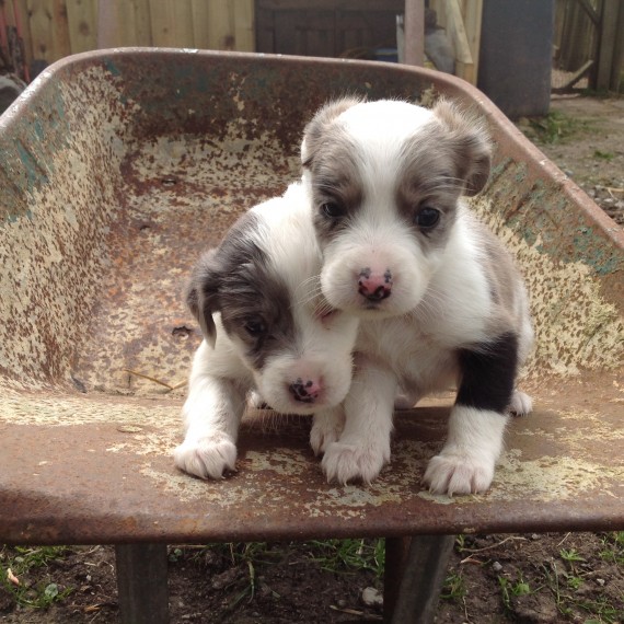  adorabili cuccioli di border collie in regalo