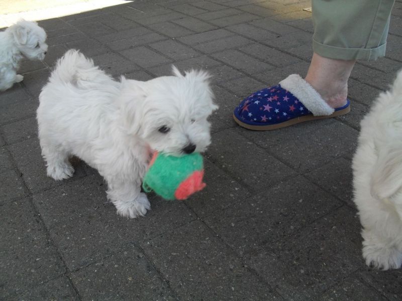 Cuccioli MALTESI in adozione !!!!!