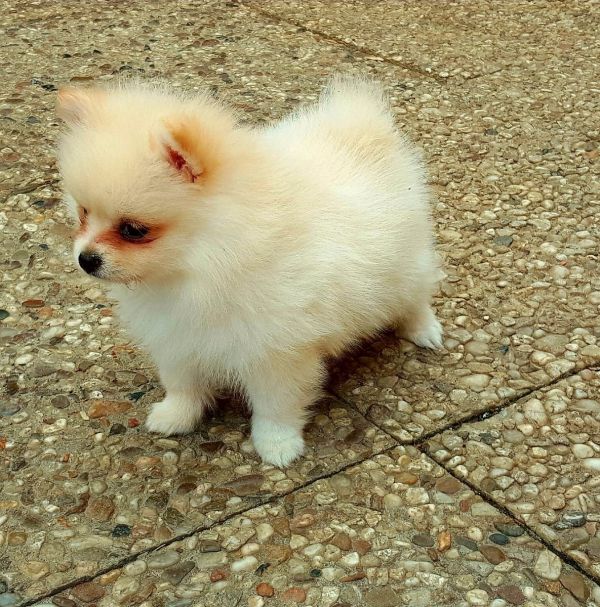 Molto bella e sani cuccioli di volpino pomeranian per adozione maschi e femmine disponibili (gratis)