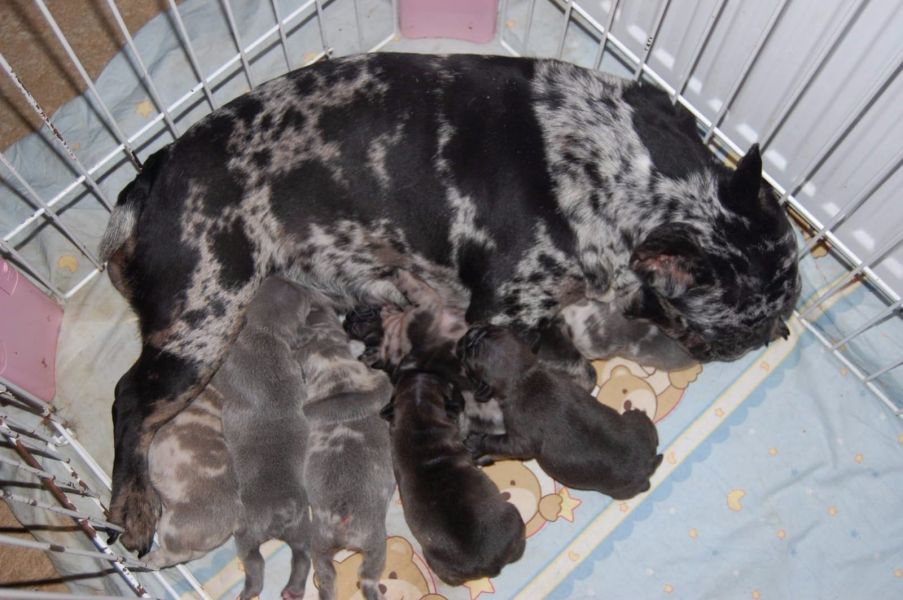 Cuccioli di razza bulldog francese per adozione 