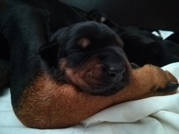 Cuccioli dobermann