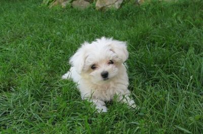 Regalo di Maltese mini toy cuccioli 