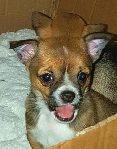  Regalo Jack Russell Terrier
