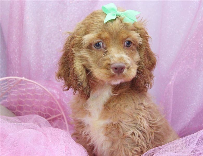  Regalo cocker spaniel Disponiamo di una cucciolata di cocker spaniel , i cuccioli verranno Dato dop