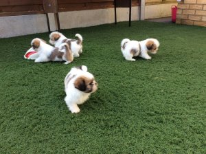 Abbiamo una bellissima cucciolata di SHIH-TZU trcolore.