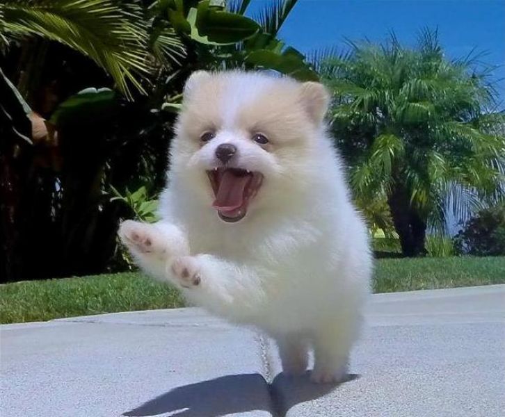 Regalo cuccioli  pomeranian