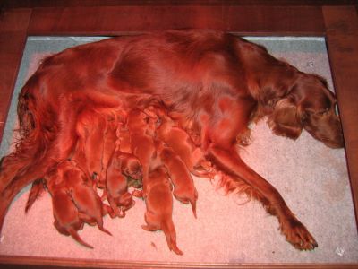 Setter Irlandese