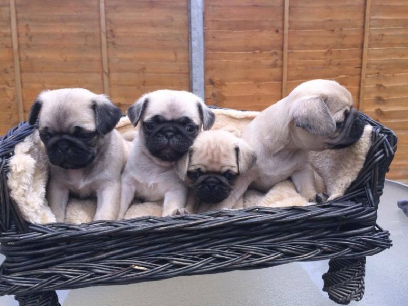 Regalo Cuccioli di Carlino