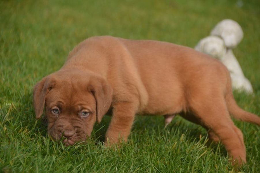  cuccioli di dogue bordeaux ( per regalo )