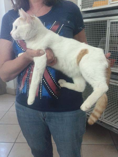 Fritz giovane gattone bianco e arancio da adottare