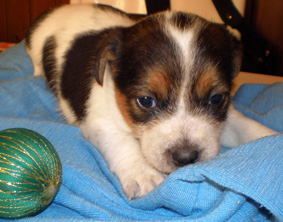 Jack Russell