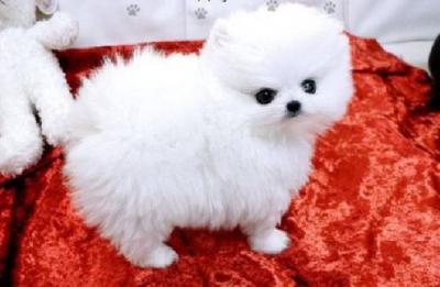 Regalo cuccioli di Volpino di Pomerania maschi e femmine