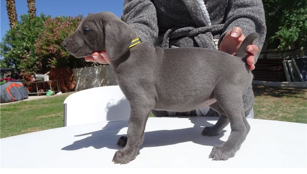 Regalo Cucciolata di weimaraner con 1 vaccinazione, sverminati,  dotati di microchip con iscrizione 
