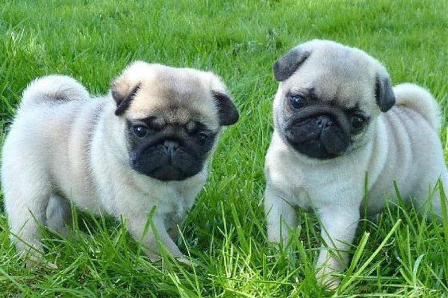 Vendo cuccioli di carlino addestrati