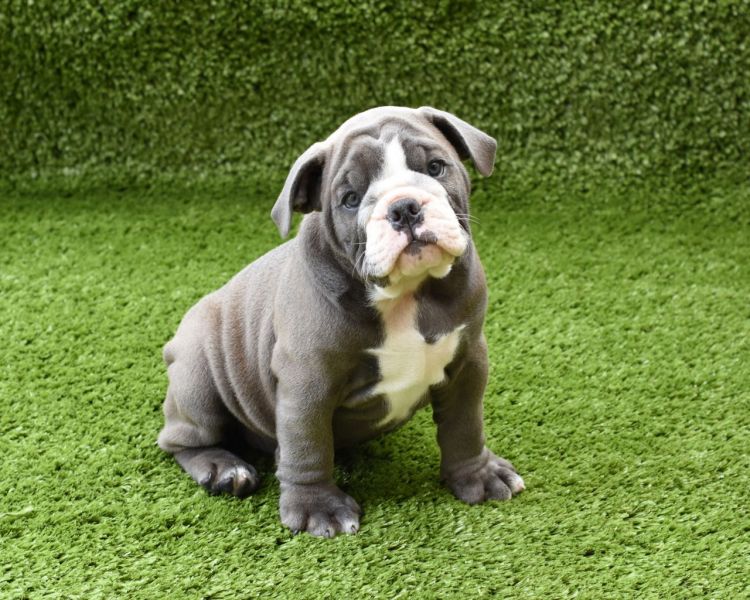 Regalo cuccioli di bulldog inglese disponiamo di una cucciolata di bulldog inglesi,con microchip,2 v