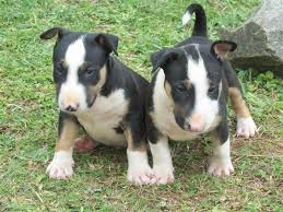 Abbiamo disponibili cuccioli di bull terrier
