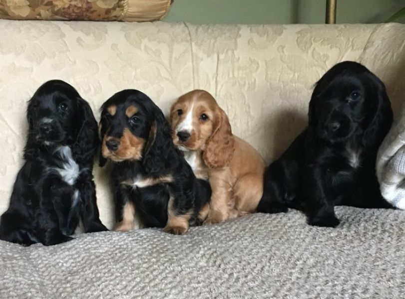 REGALO Cuccioli Coker Spaniel