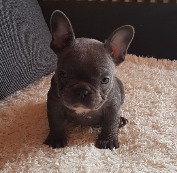  Maschio e femmina adorabile bulldog francese  cuccioli disponibili per l'adozione