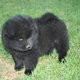 Adorabili cuccioli di chow chow