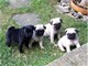 Cuccioli di carlino disponibili