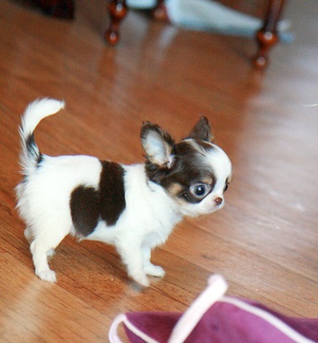 Adorabili cuccioli di micro chihuahua