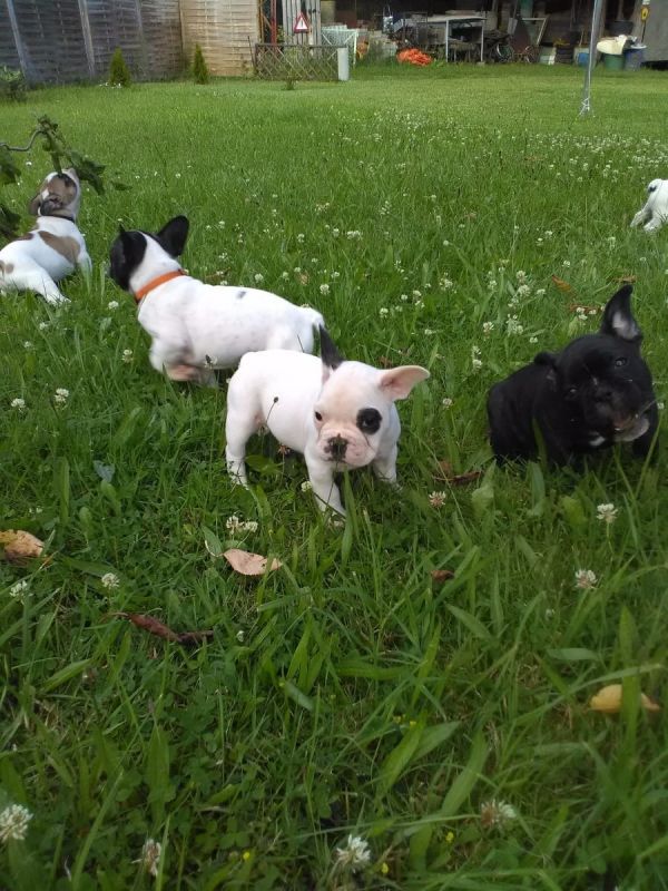  cuccioli di Bulldog Francese  ( Gratis )