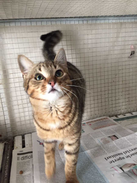 Tino, giovane micio in cerca di famiglia