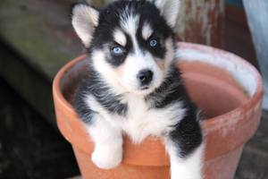 Due cuccioli di Siberian Husky disponibili