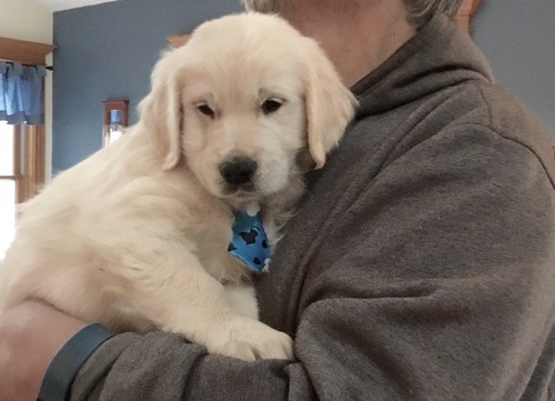 Cuccioli di Golden Retriever
