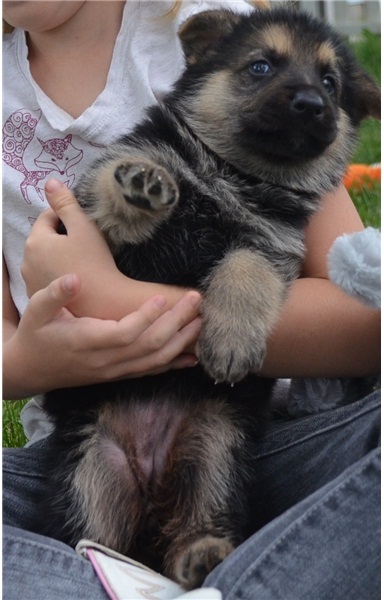  REGALO Cuccioli pastore tedesco cuccioli pastore maschio e femmina disponibile abbiamo 4 cuccioli d