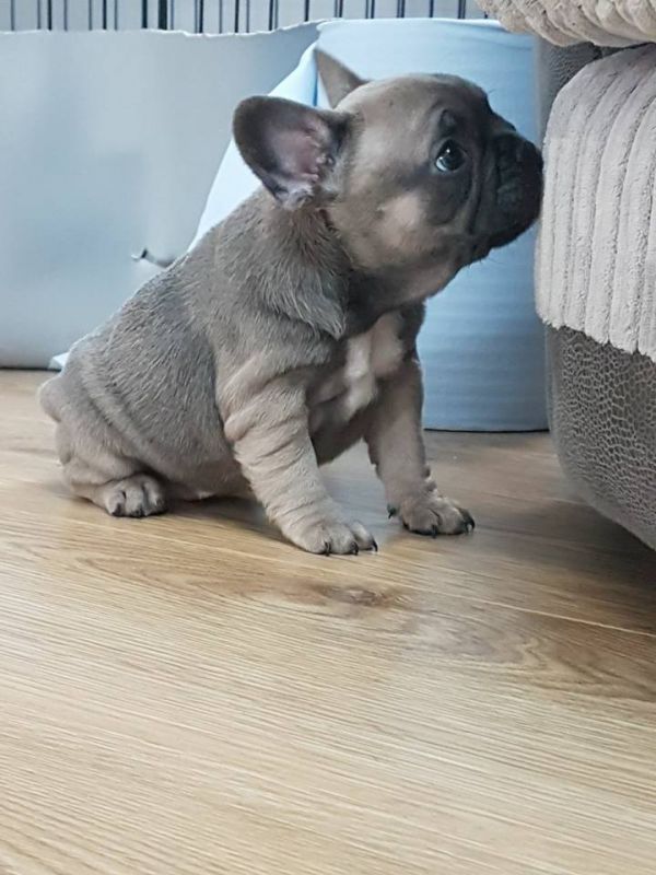 Molto bella e sani cuccioli di bulldog francese per adozione  
