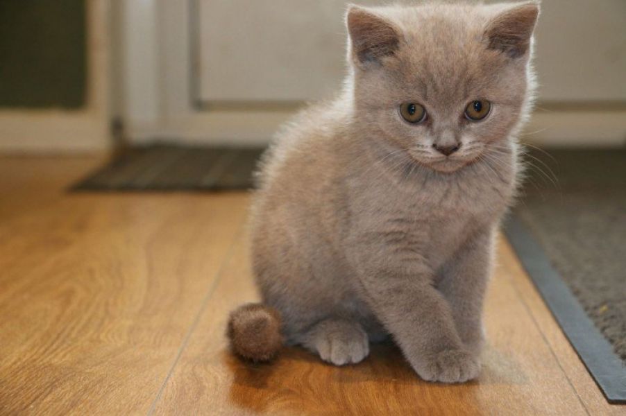 (GRATIS) Gattini scottish fold femmina e maschio