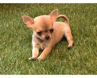 Splendidi cuccioli di chihuahua per l'adozione.
