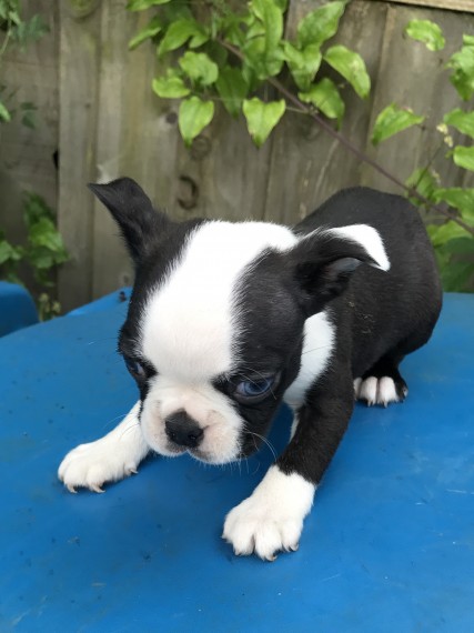 REGALO Cuccioli Boston terrier Maschio e Femmina