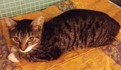 Tigrilla, giovane gattina super dolce