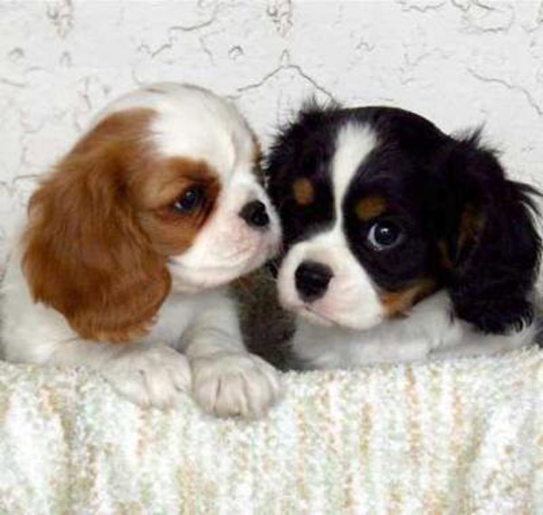 Regalo cuccioli di cavalier king charles spaniel disponibili per l'adozione
