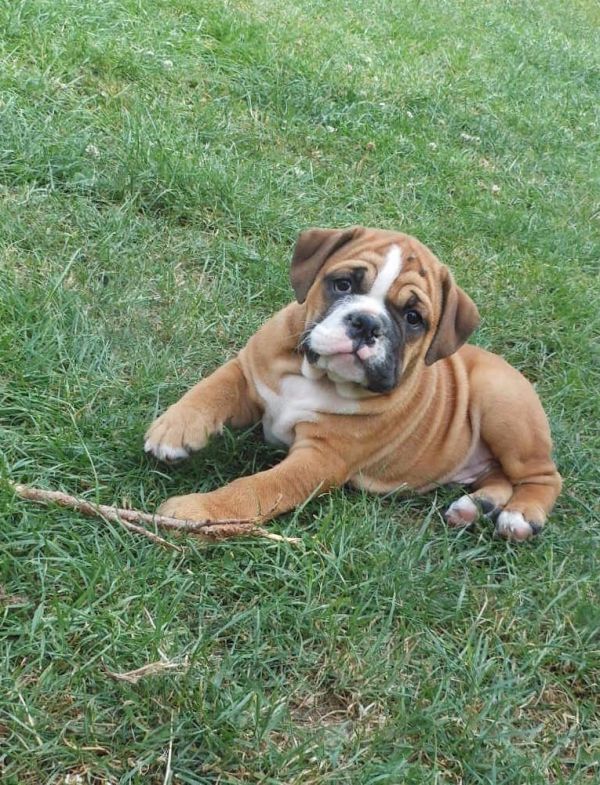  cuccioli di bulldog inglise  per adozione ( maschio e femmina )