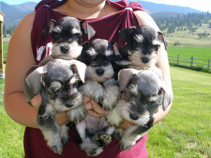 Molto bella e sani  cuccioli di Miniature Schnauzer   per adozione maschi e femmine disponibili (gra