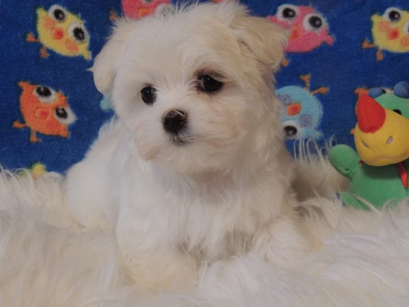 Molto bella e sani cuccioli di micro maltese per adozione maschi e femmine disponibili (gratis) 