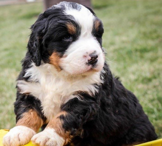 Cuccioli bovaro del bernese in Regalo