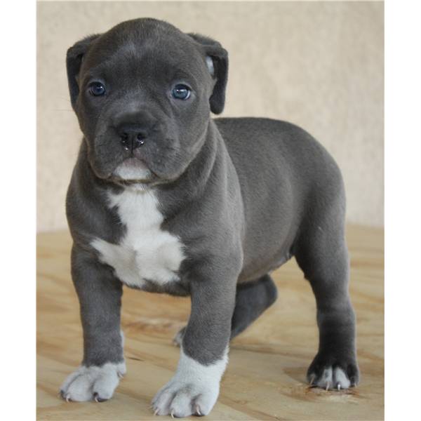 Regalo cuccioli di pitbull
