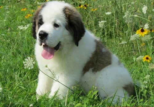  cuccioli di san bernardo per adozione ( maschio e femmina )