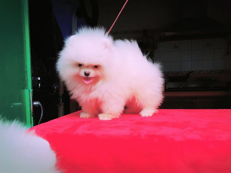 Regalo Cuccioli Di Pomerania Mini Toy