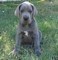 Bellissimi cuccioli di alano