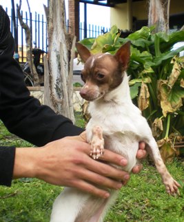 CHIUHUAHUA