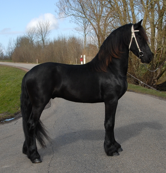 Bello e intelligente cavallo frisone gratis