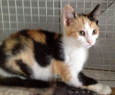 Atena, micia calico chiara