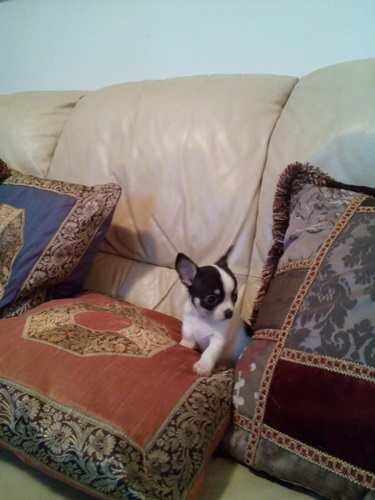 Chihuahua bellissimo cucciolo vendo