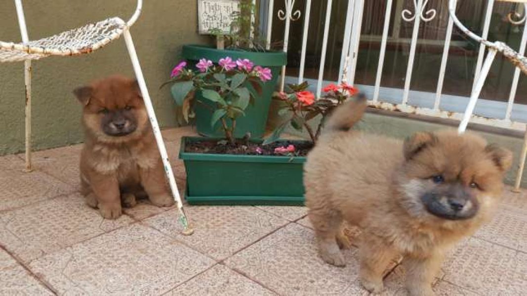  adorabili cuccioli di chow chow in regalo
