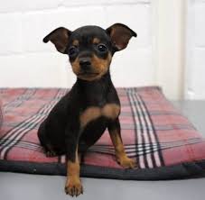 Adorali cuccioli di PINSCHER DOBERMAN femminucce e maschietti disponibili